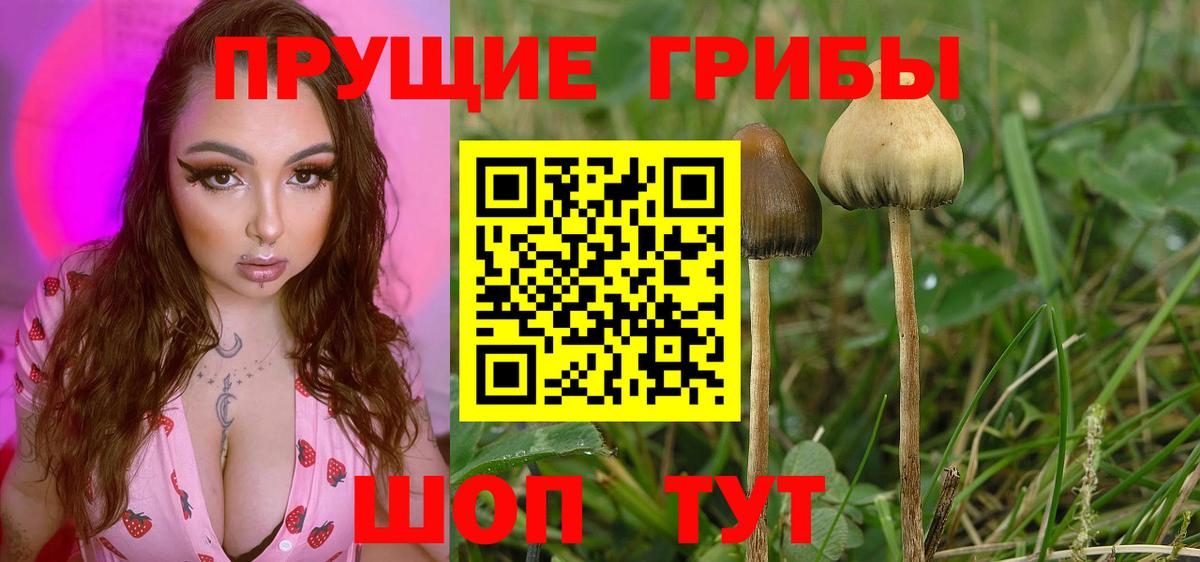 Псилоцибиновые грибы GOLDEN TEACHER Одинцово